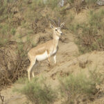 Goitered Gazelle (image by Mark Beaman)