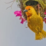 Golden Palm Weaver (image by Pete Morris)