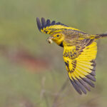 Golden Pipit (image by Pete Morris)