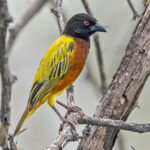 Golden-backed Weaver (image by Pete Morris)