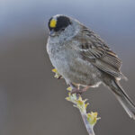 Golden-crowned Sparrow (image by Pete Morris)