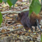 Golden-rumped Sengi (image by Pete Morris)