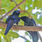 Grant's Wood Hoopoes (image by Pete Morris)