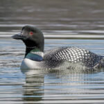 Great Northern Diver (image by Pete Morris)