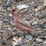 male Great Rosefinch (image by Mark Beaman)