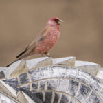 male Great Rosefinch (image by Mark Beaman)