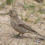 female Great Rosefinch (image by Mark Beaman)