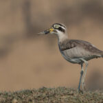 Great Thick-knee (image by Hannu Jannes)