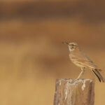 Greater Hoopoe-Lark (image by Hannu Jannes)
