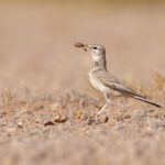 Greater Hoopoe Lark (image by Janos Olah)