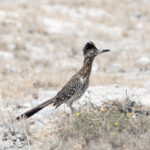Greater Roadrunner (image by Leo Garrigues)
