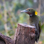 Greater Yellownape (image by Hannu Jannes)