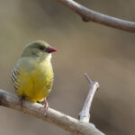 Green Avadavat (image by Hannu Jannes)