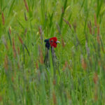 Green Pheasant (image by Dave Farrow)