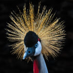 Grey Crowned Crane (image by Pete Morris)