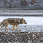 Grey Wolf (image by Mark Beaman)