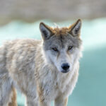 Grey Wolf (image by Mark Beaman)