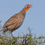Grey-breasted Spurfowl (image by Nik Borrow)