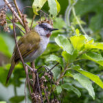 Grey-capped Warbler (image by Nik Borrow)