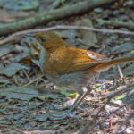 Grey-chested Babbler (image by Pete Morris)