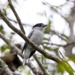 Grey-collared Becard (image by Leo Garrigues)