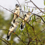Grey-crested Helmetshrike (image by Nik Borrow)
