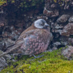 Grey-crowned Rosy Finch (image by Pete Morris)