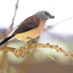 Grey-headed Silverbill (image by Nik Borrow)