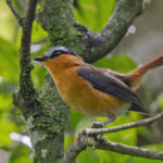 Grey-winged Robin-Chat (image by Pete Morris)