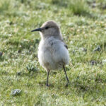 Ground Tit or Groundpecker (image by Mark Beaman)