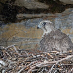 Gyr Falcon (image by Pete Morris)