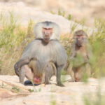 Hamadryas Baboon (image by Janos Olah)