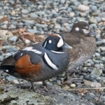 Harlequin Ducks (image by Pete Morris)