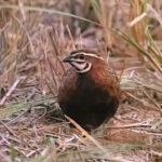 Harlequin Quail (image by John Oates)