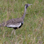 Hartlaub's Bustard (image by Nik Borrow)
