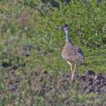 Heuglin's Bustard (image by Pete Morris)