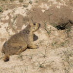 Himalayan Marmot (image by Mark Beaman)