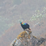 Himalayan Monal (image by Hannu Jännes)