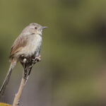 Himalayan Prinia (image by Hannu Jannes)