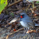 Himalayan Rubythroat (image by Hannu Jannes)
