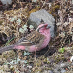 Himalayan White-browed Rosefinch (image by Hannu Jännes)