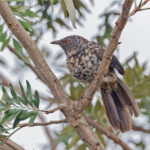 Hinde's Babbler (image by Pete Morris)