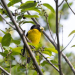 Hooded Grosbeak (image by Leo Garrigues)