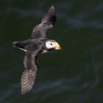 Horned Puffin (image by Pete Morris)