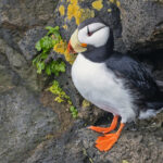Horned Puffin (image by Pete Morris)