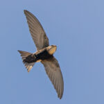 Horus Swift (image by Pete Morris)