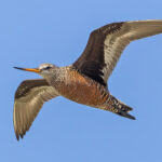 Hudsonian Godwit (image by Pete Morris)