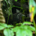 Hume's Wedge-billed Babbler (image by Peter Lobo)