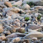 Ibisbill (image by Hannu Jannes)