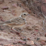 Indian Bush Lark (image by Hannu Jannes)